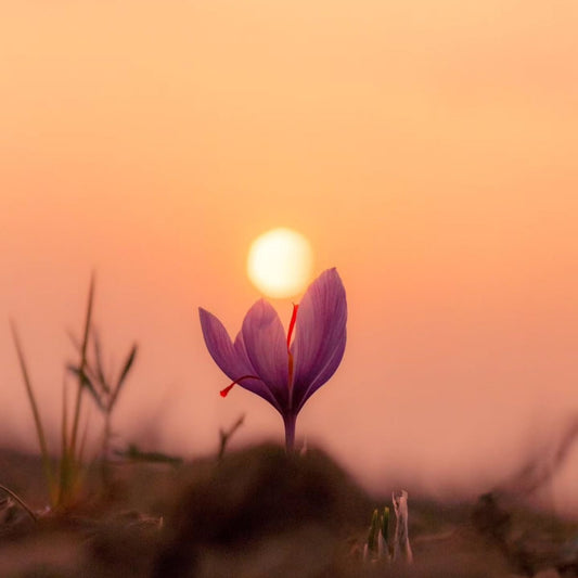 'saffron' soy candle