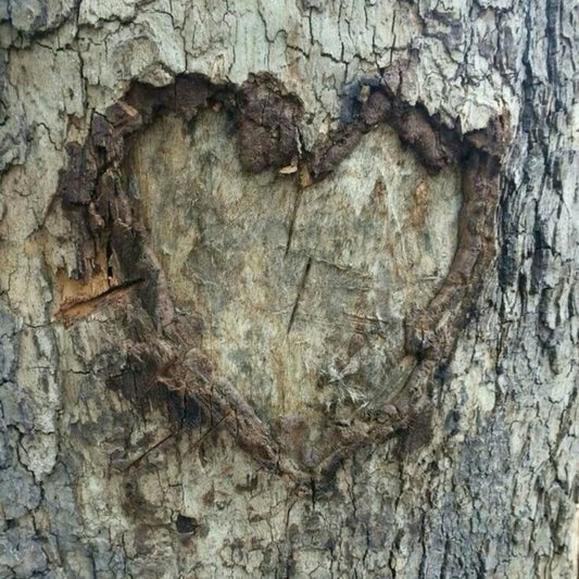 'cedarwood + juniper' soy candle