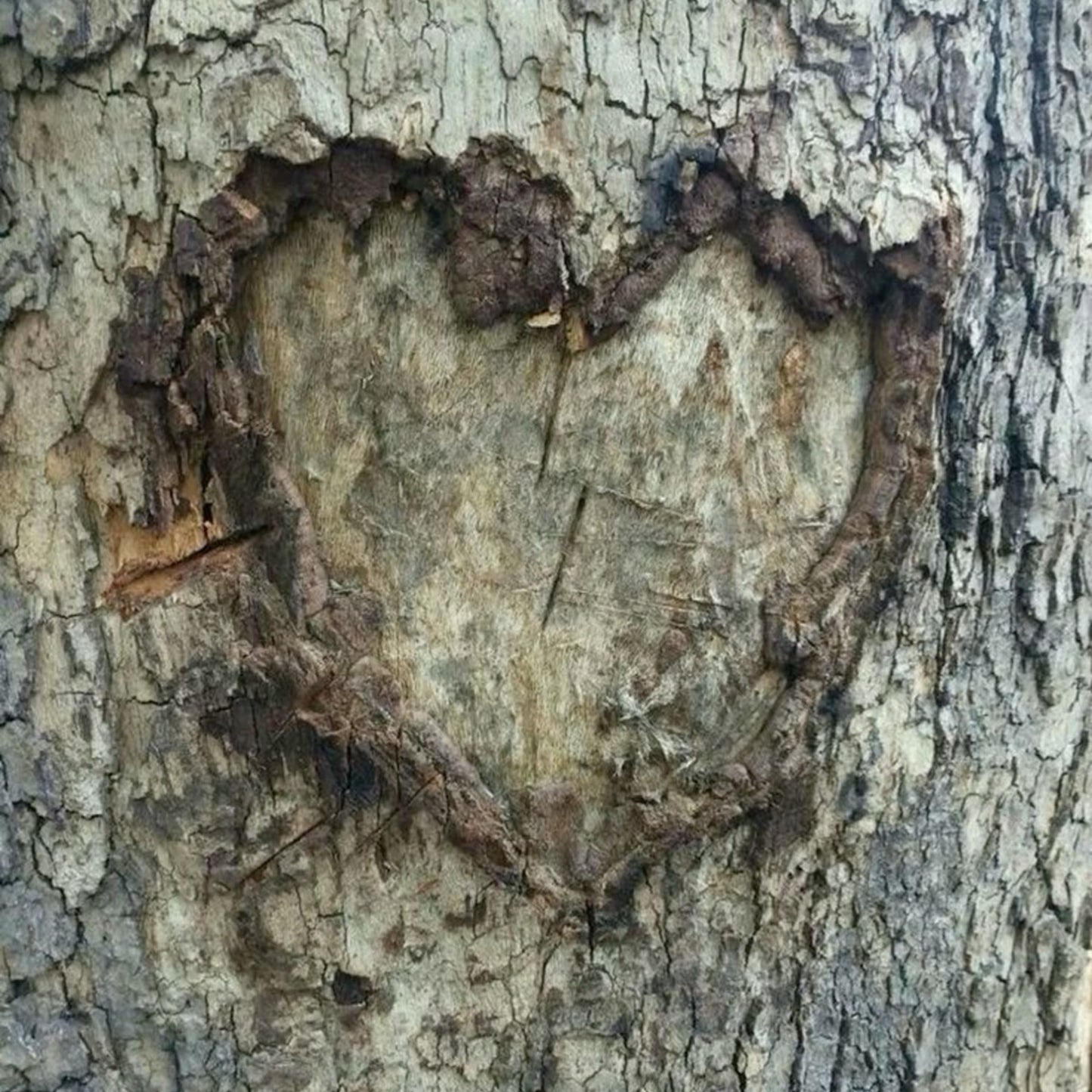'cedarwood + juniper berries' soy candle