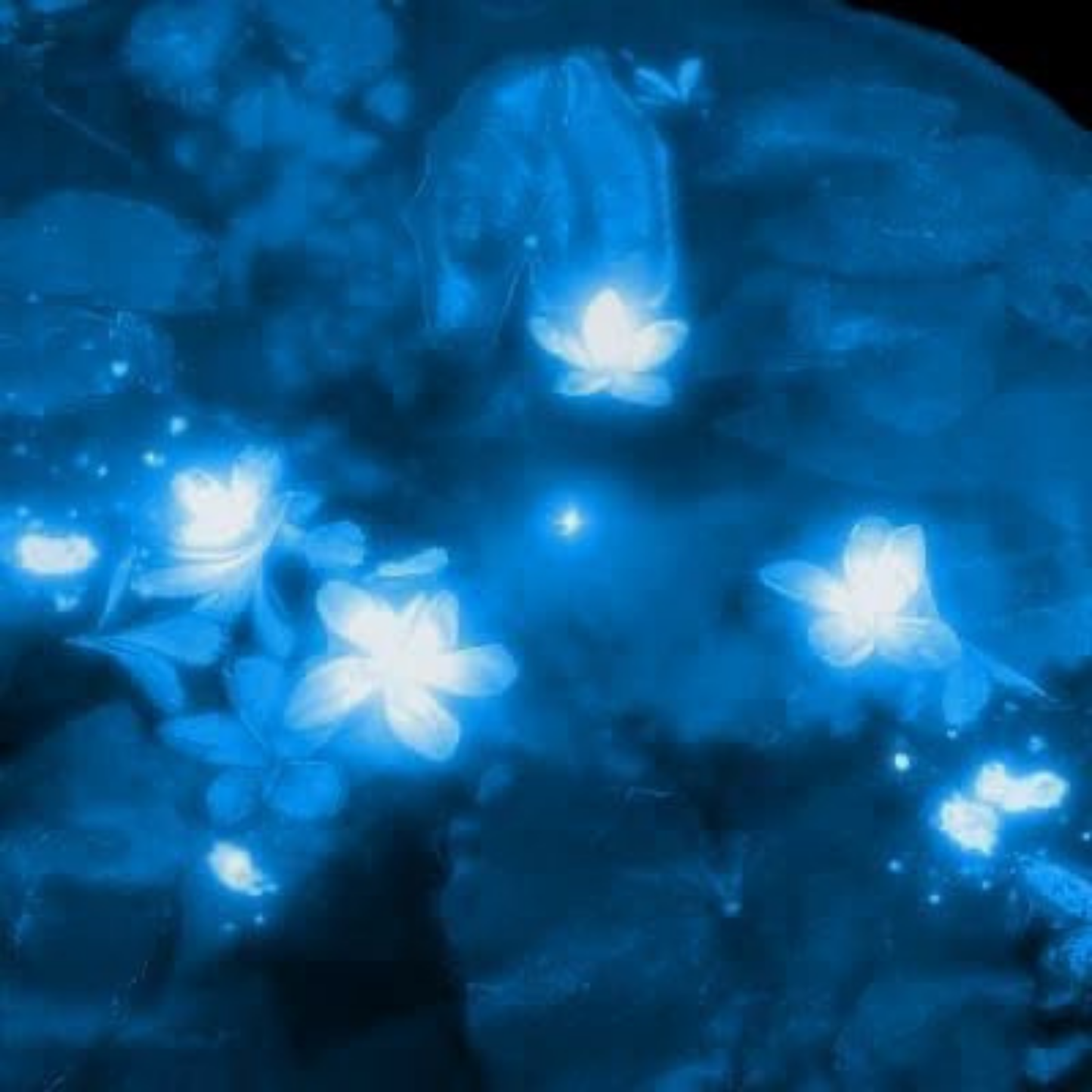 'midnight jasmine' soy candle