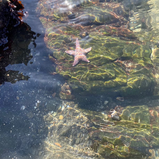 'sea salt + orchid' soy candle